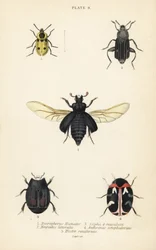 Begrafeniskever, Nicrophorus humator 1, aaskevers, Necrodes littoralis 2, Dendroxena quadrimaculata 3, tapijtkever, Anthrenus scrophulariae 4, en Hister quadrimaculatus var