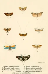 Vlinders