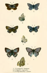 Vlinders