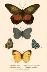 Vlinders