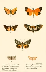 Vlinders