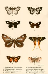 Vlinders