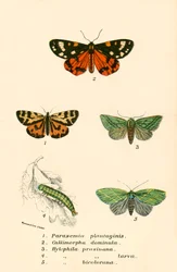 Vlinders
