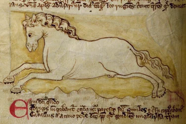 Paard, uit Bestiarium