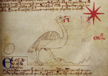CCA-LitMs/D/10 fol. 16r Struisvogel, uit Bestiarium