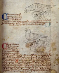 CCA-LitMs/D/10 fol. 20r Raaf en Kraai, uit Bestiarium