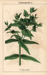 Wolfsmelk met groene zaden, Euphorbia lathyris, uit 