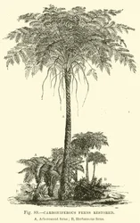 Carboon varens gerestaureerd