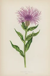 Centaurea Phrygia (kleur litho)