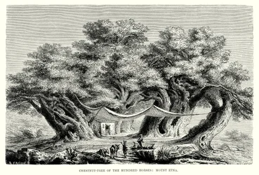 Kastanjeboom van de Honderd Paarden: De Etna (gravure)