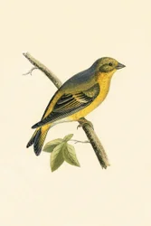 Citrilvink, illustratie uit 