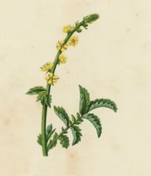 Agrimonie, Agrimonia Eupatoria