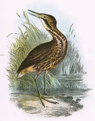 Roerdomp