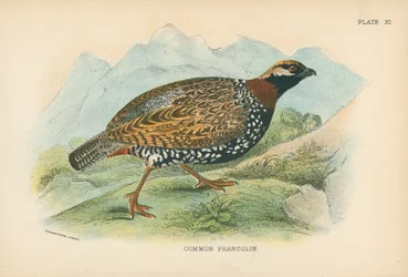 Gewone Francolin