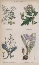Gewone hemlock; Zwarte bilzekruid; Sterk geurende of giftige sla; Herfstkrokus