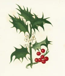 Hulst, Ilex Aquifolium
