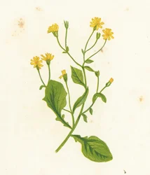 Gewone melkdistel, Lapsana Communis