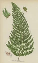 Gewone Stekelvaren (kleur litho)