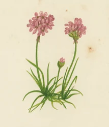 Strandkruid, Statice Armeria