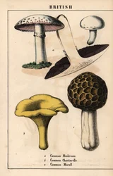 Gewone paddenstoel Agaricus, gouden cantharel paddenstoel Cantharellus cibarius en morielje paddenstoel Morchella esculenta, uit 