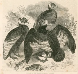 Condors in de Surrey Zoological Gardens, Londen