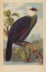 Corythaix Leucolopha