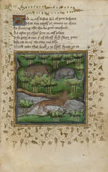 Illustratie van een das, wilde kat en otter; met vers, uit een 