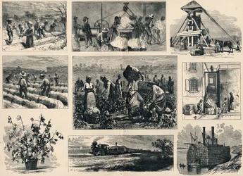 Katoen: de teelt en voorbereiding in Amerika (gravure)