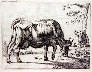Koeien in de wei