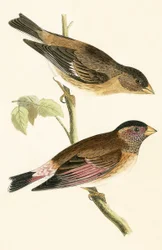 Roodvleugelige Grosbeak, illustratie uit 