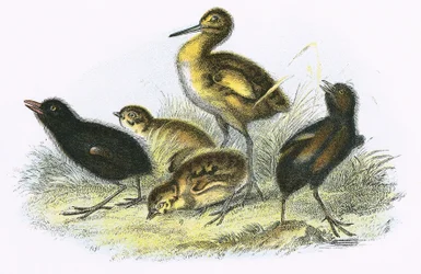 Wulp, Kwartelkoning, Patrijs en Waterhoen (kloksgewijs)