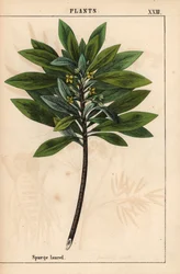 Daphne laureola of Spurge-laurier, uit 