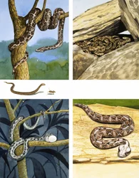 Verschillende soorten slangen