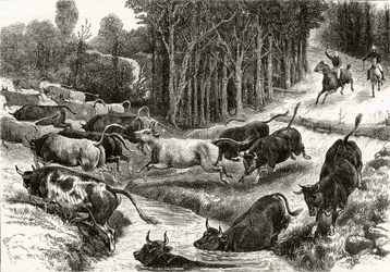 Veedrijven in Australië, ca. 1880, uit 
