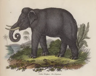 Olifant (gekleurde gravure)