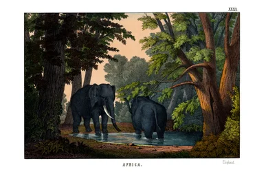 Olifant