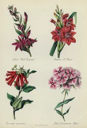 Engelse Bloementuin: Lobelia 