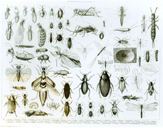 Entomologie: insecten