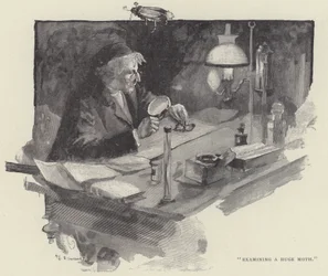 Onderzoek van een enorme mot (gravure)