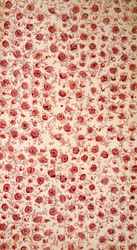 Floraal schutblad handgekleurde gravure