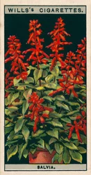 Bloementeelt in potten: Salvia (chromolitho)