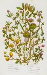 Bloeiende planten van Groot-Brittannië: Boccones Klaver, Ruwe Stijve Klaver, Gladde Ronde Klaver, Verstikte Klaver, Rechte Ronde Klaver, Aardbeiklaver, Omgekeerde Klaver, Hopklaver, Kleine Gele Klaver, Slanke Gele Klaver