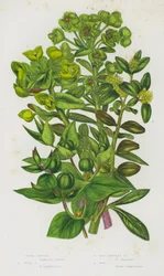 Bloeiende Planten van Groot-Brittannië: Wolfsmelk, Houtwolfsmelk, Rode Struikwolfsmelk, Buxus