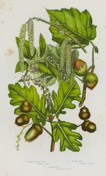 Bloeiende Planten van Groot-Brittannië: Gewone Britse Eik, Hazelnoot, Haagbeuk