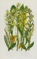 Bloeiende Planten van Groot-Brittannië: Groene Nachtorchis, Kleine Witte Nachtorchis, Kleine Vlinderorchis, Grote Vlinderorchis, Groene Mannetjesorchis, Groene Muskuskruid