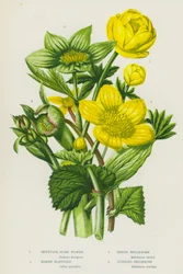 Bloeiende planten van Groot-Brittannië: Bergkogelbloem, Moerasboterbloem, Groene nieskruid, Stinkende nieskruid