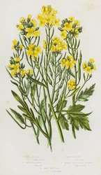 Bloeiende planten van Groot-Brittannië: Wilde Mosterd, Witte Mosterd, Gewone Mosterd, Smalbladige Muurmosterd, Zandmosterd