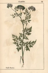 Dolle kervel, Aethusa cynapium, uit 