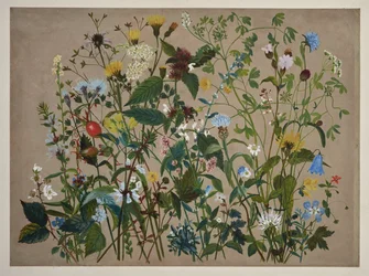 Veertig wilde bloemen geplukt aan de kust bij Low Wood