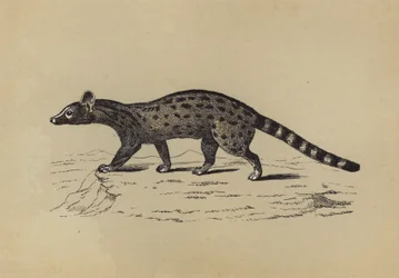 Genetkat